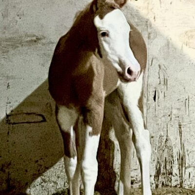 Dirty Impression and out of Special N Fancy Lady Baby’s name is Chilln (Chillin To Impress) AQHA/APHA Dark Golden Palomino Overo