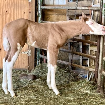 Dirty Impression and out of Special N Fancy Lady Baby’s name is Chilln (Chillin To Impress) AQHA/APHA Dark Golden Palomino Overo